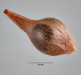   Fruit:   Eriogonum annuum ;nbsp;Photo by M. Maher, USDA APHIS PPQ ITP, imageID.idtools.org
